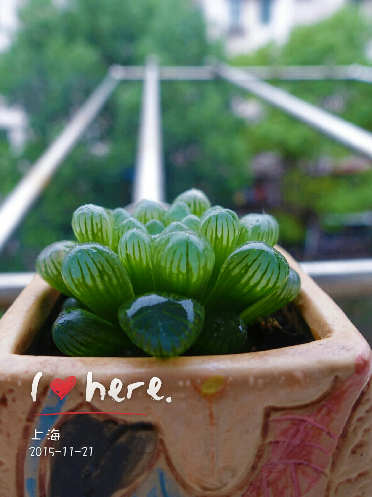姬玉露 