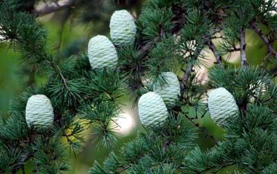 雪松(cedar) 是松科雪松属植物.