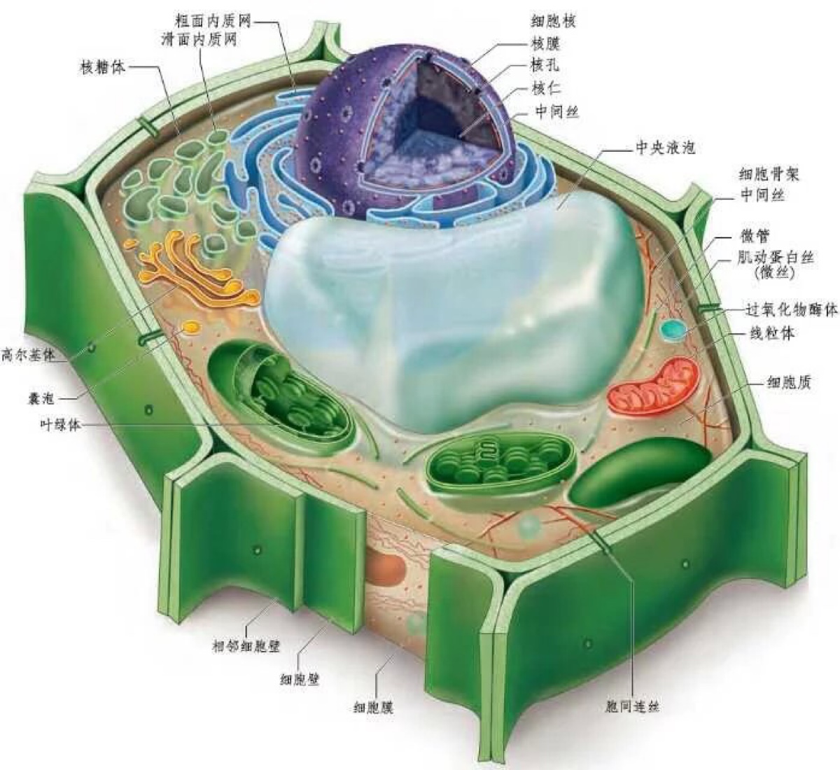 植物细胞结构图立体图片