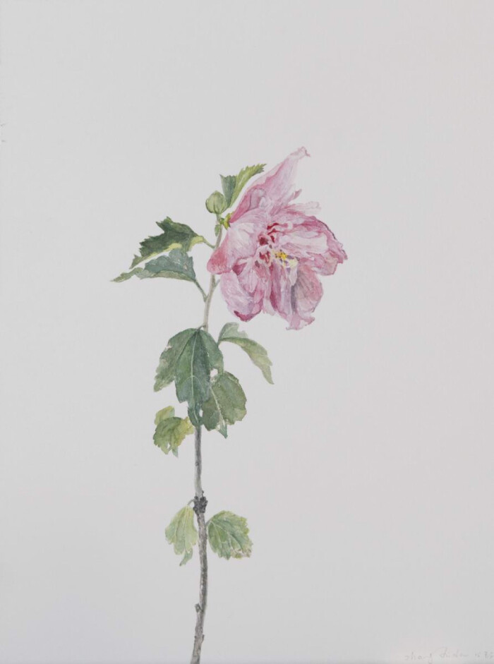 木槿花 