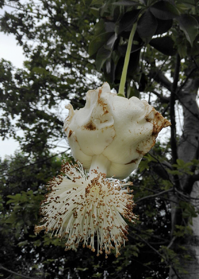 adansonia digitata 猴面包树 ,广义锦葵科(木棉科)猴面包树属.