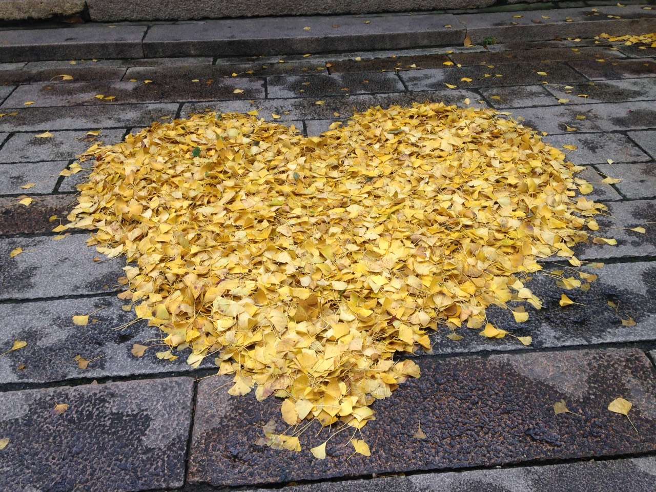 秋风扫落叶的照片图片