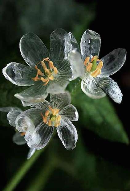 山荷叶花的花语图片