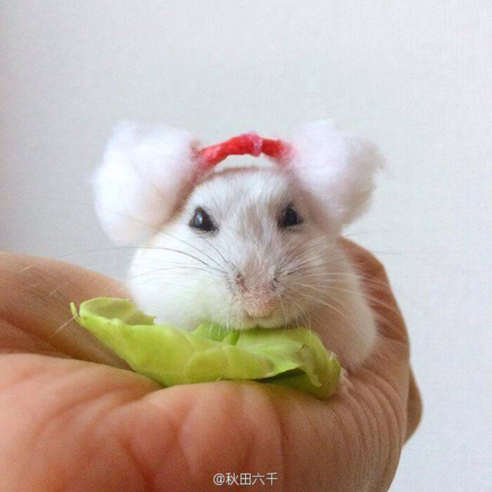 日本有一只眼睛muu,每天都戴着仓鼠自制小东西卖卖萌~这小帽子下水得主人委屈不肯吃乌龟图片