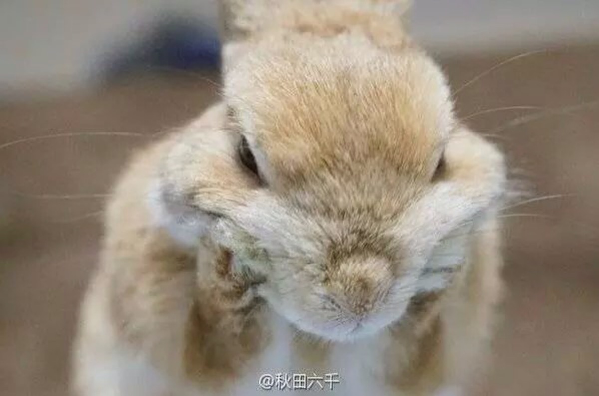 小兔跪下图片