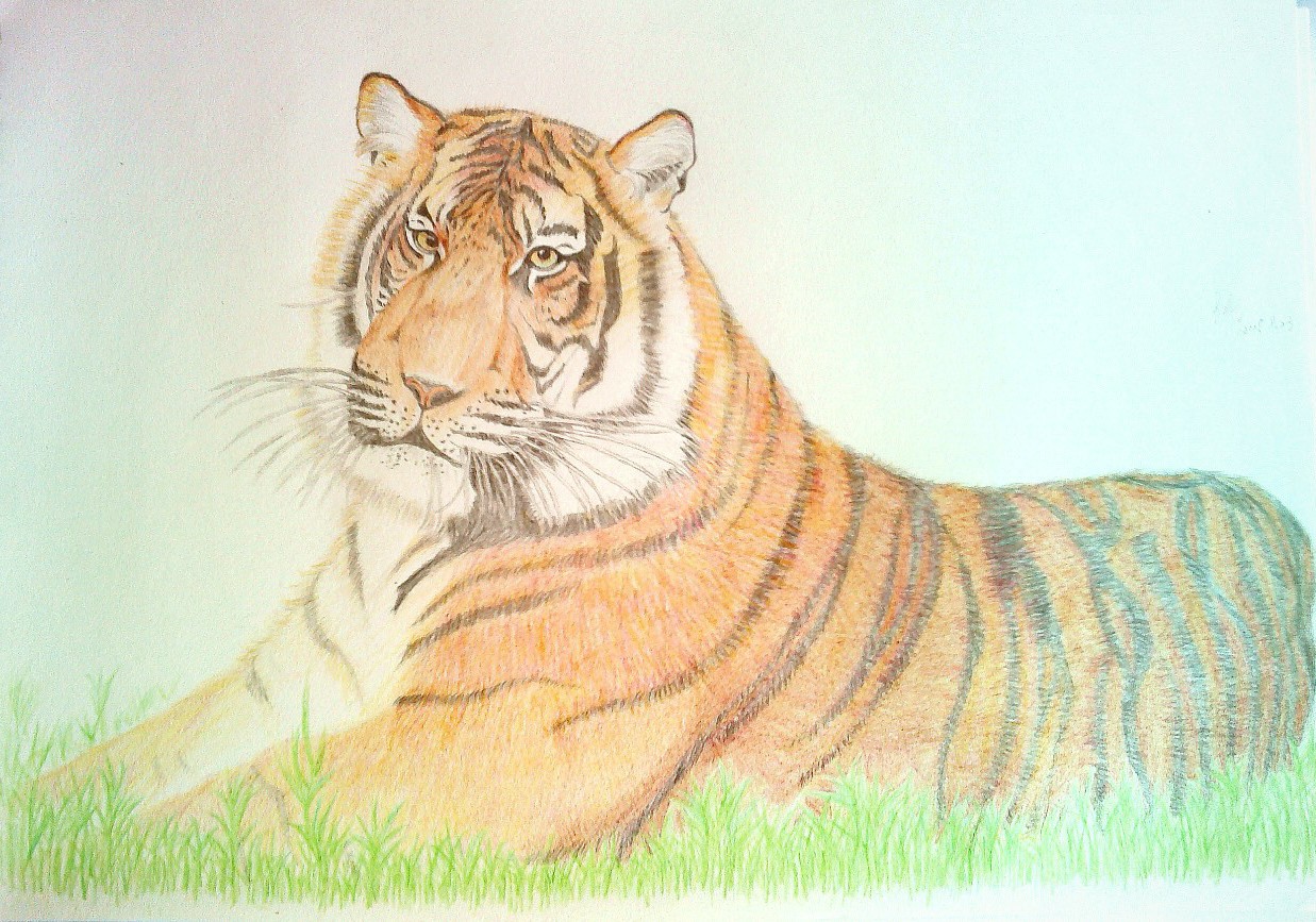 虎的简单绘画作品图片