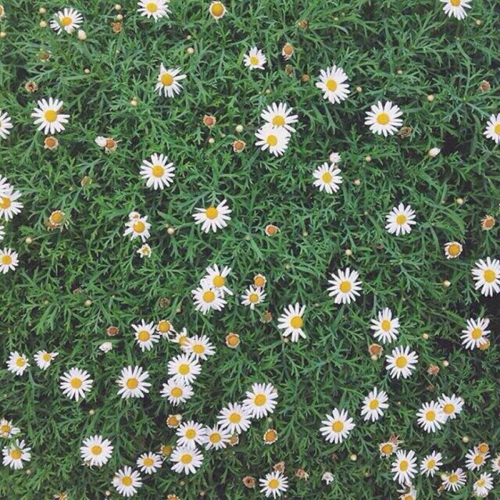 雏菊
