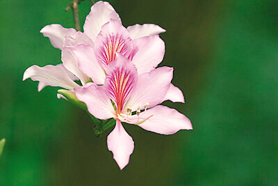 宫粉紫荆叶子图片图片
