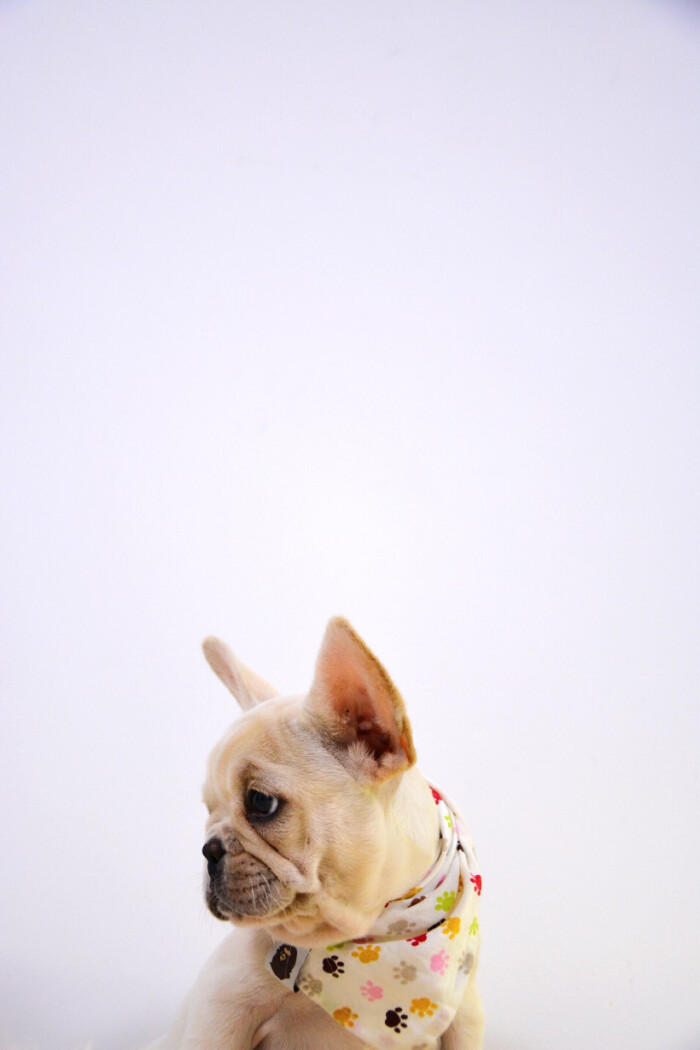 法斗—eliza - 堆糖,美图壁纸兴趣社区