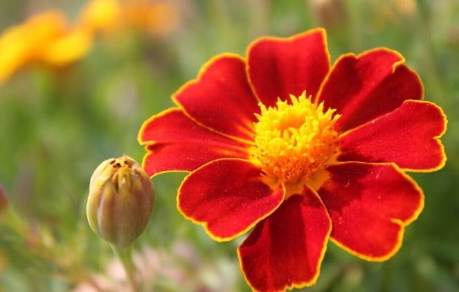 孔雀草(拉丁学名:tagetes patula l.)菊科,万寿菊属一年生草本植物.