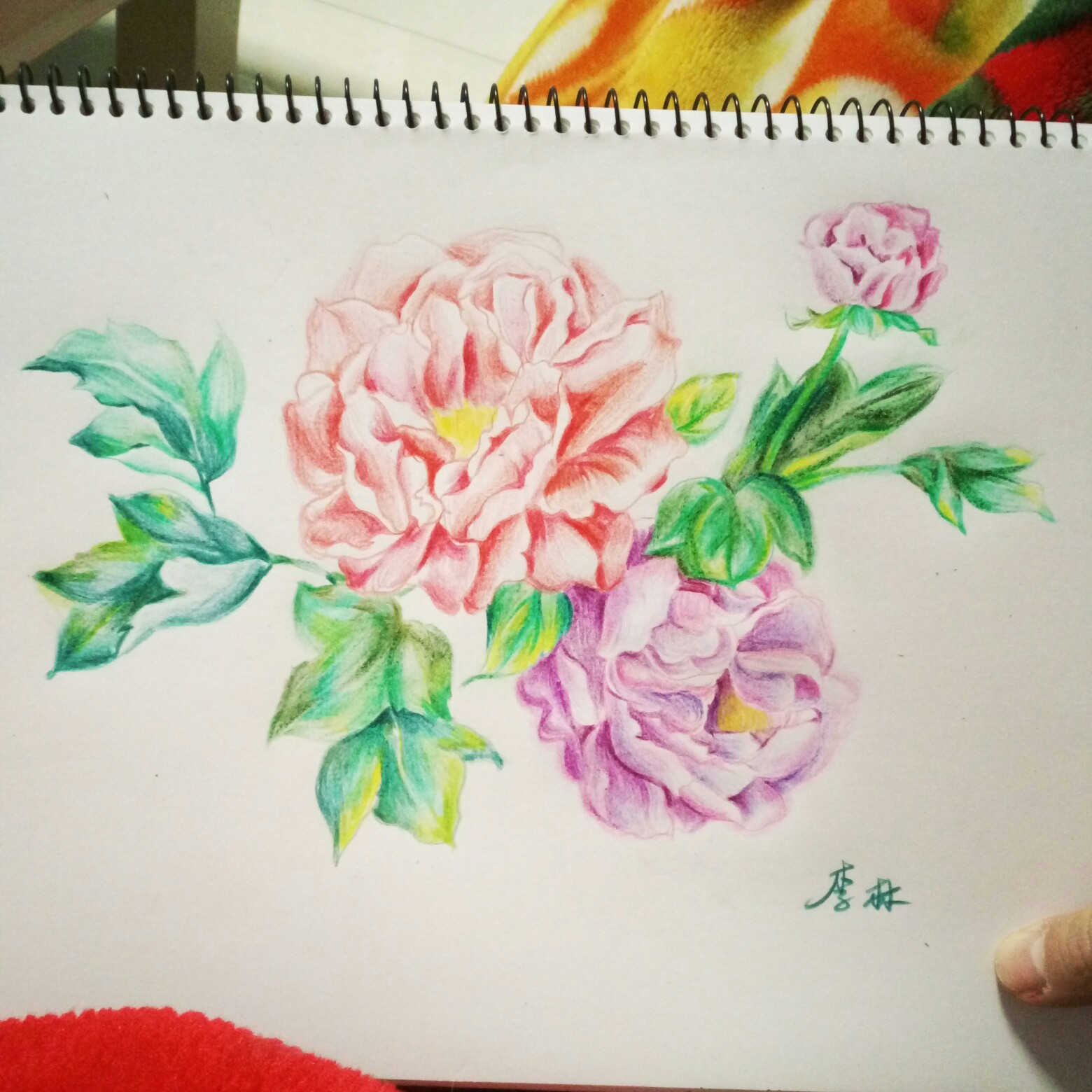 手稿彩铅牡丹.