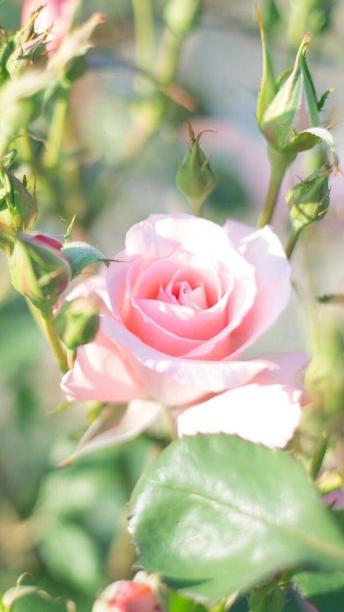 唯美浪漫玫瑰花壁纸