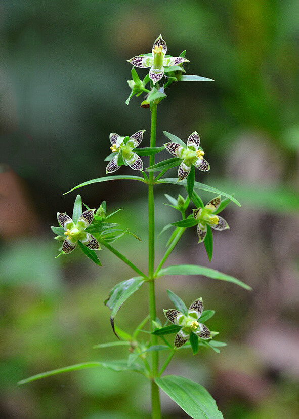 swertia nervosa 显脉獐牙菜,龙胆科獐牙菜属.