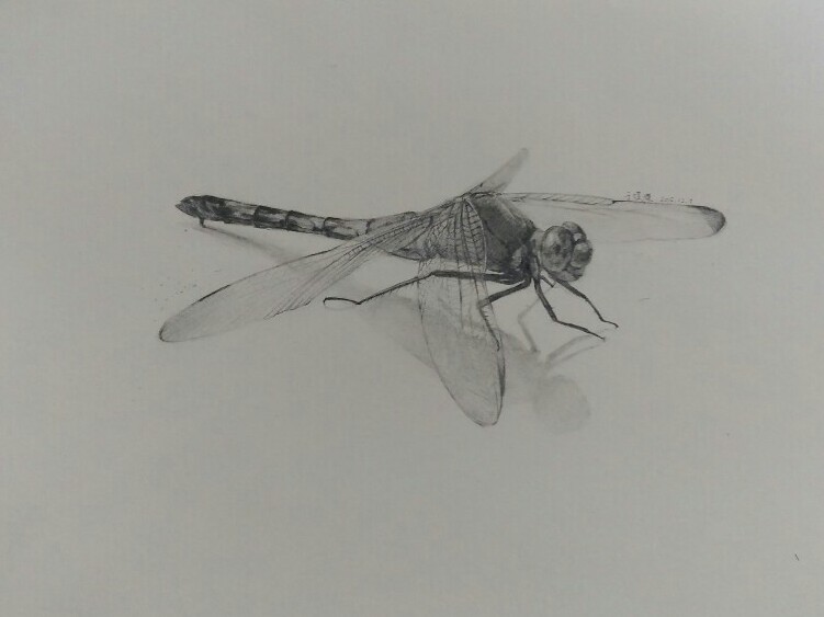 素描作业——蜻蜓