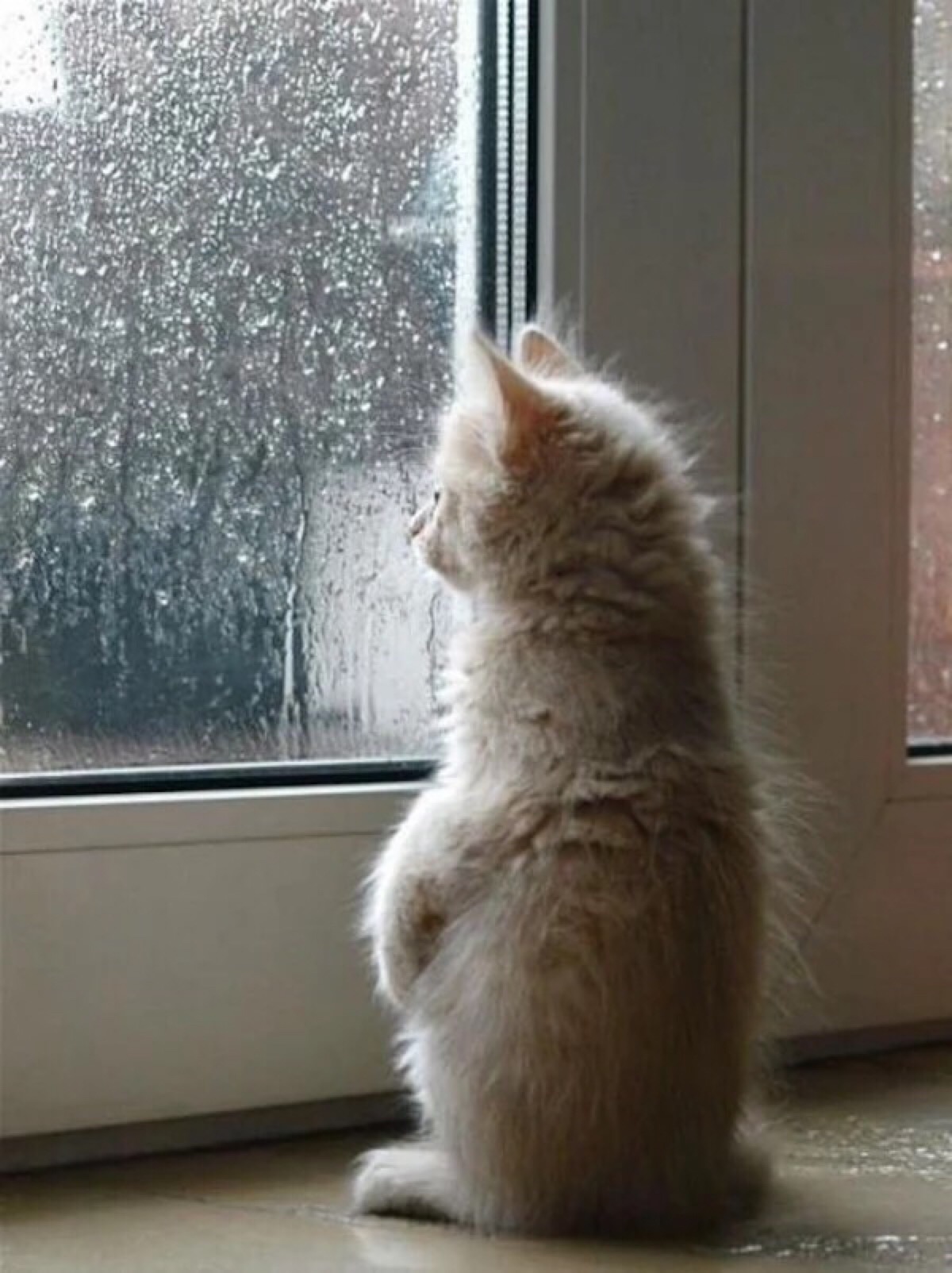 每当下雨,我都会静静的站在窗前思考人生
