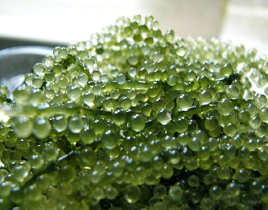 长茎葡萄蕨藻生活史图片