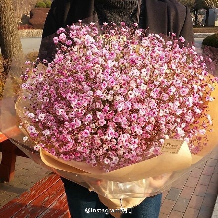 花束 满天星 baby"s breath 花簇 植物 鲜花 插花 花朵 花团