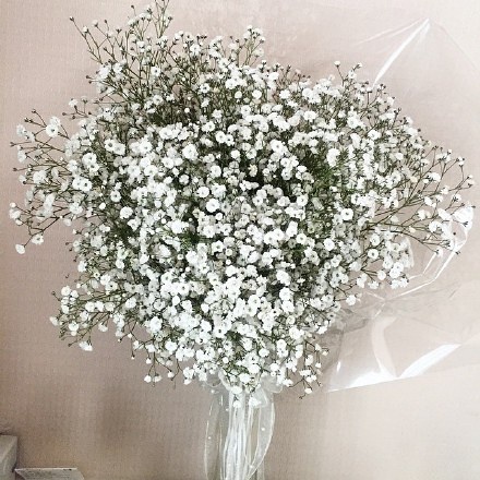 花束 满天星 baby"s breath 花簇 植物 鲜花 插花 花朵 花团