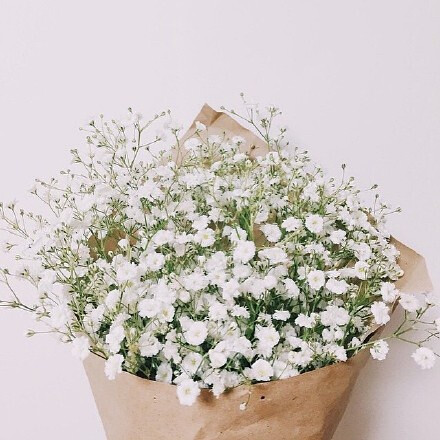 花束 满天星 baby"s breath 花簇 植物 鲜花 插花 花朵 花团