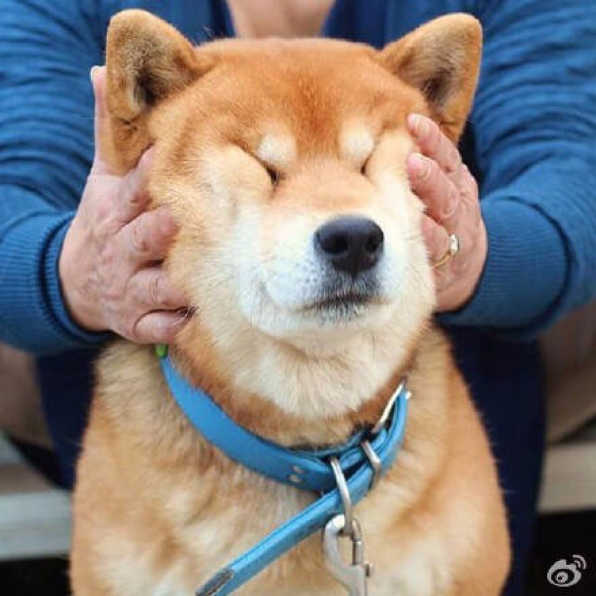 柴犬u 