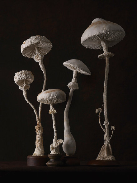 布艺蘑菇