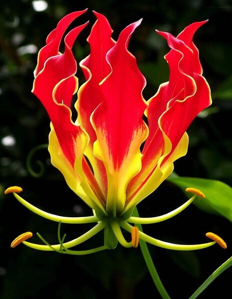 100种热带花卉观赏图片