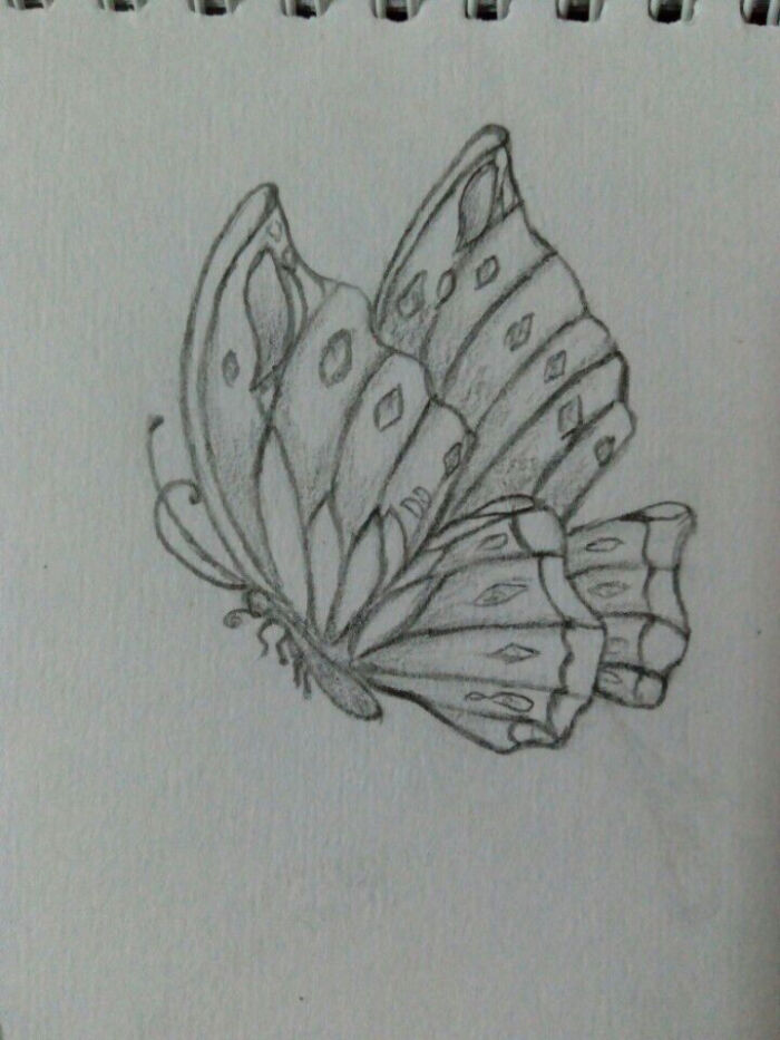小阔条纹蝶的画图片