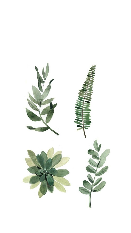 白底 背景 植物 手绘 壁纸 _差差君一