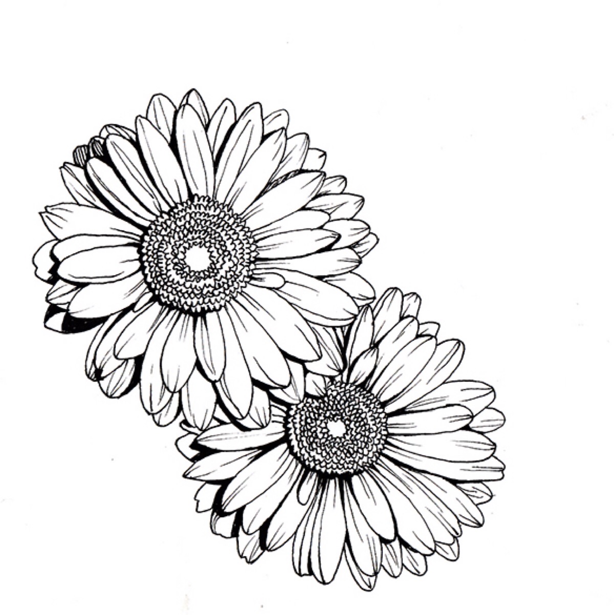 以前都是手机拍的,这下放几张清楚的吧～插画 花朵 线条 手绘 原创》