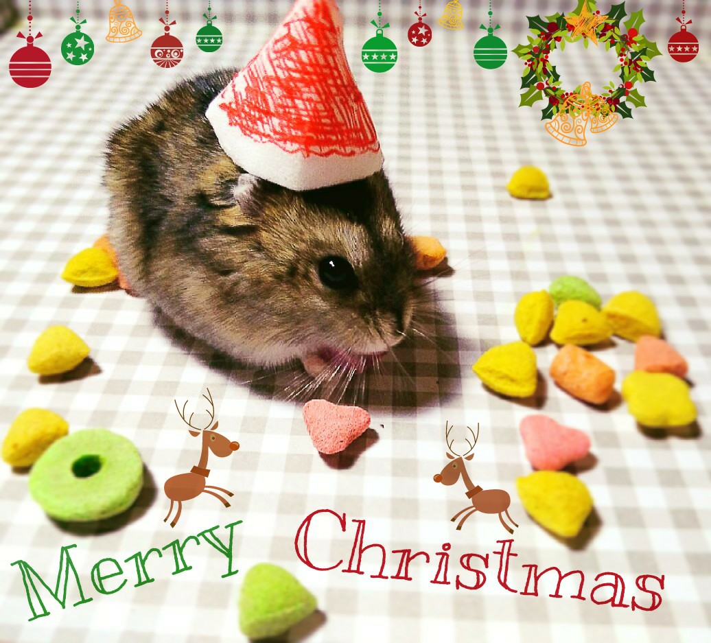 仓鼠 萌物 可爱 宠物 动物 圣诞节 merry christmas
