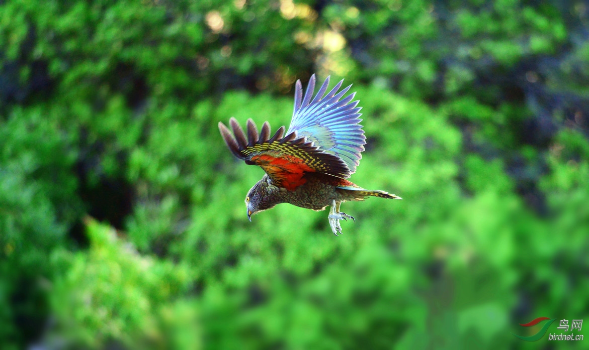 啄羊鹦鹉(学名:nestor notabilis)是新西兰南岛上的一种大型鹦鹉.