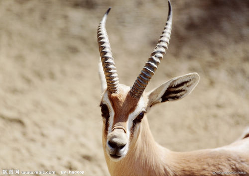 藏羚(tibetan antelope),是偶蹄目,牛科,藏羚属动物.
