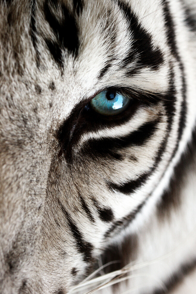 eye of the tiger