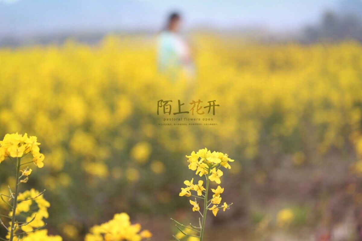 徐志摩《陌上花开》原文_徐志摩陌上花开朗读视频_徐志摩花开花落