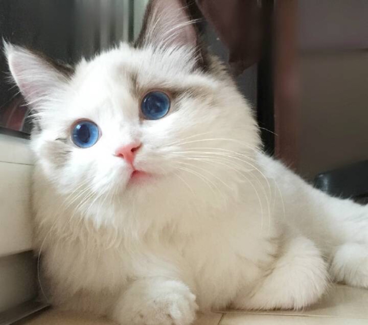 蓝眼猫咪头像图片