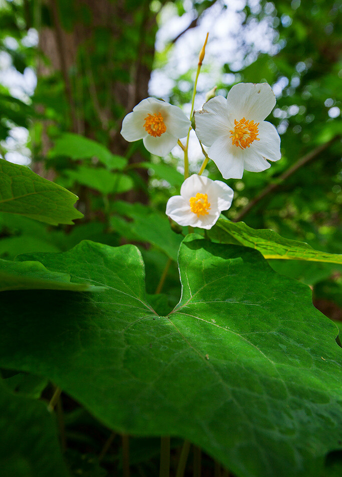 eomecon chionantha 血水草,罂粟科血水草属