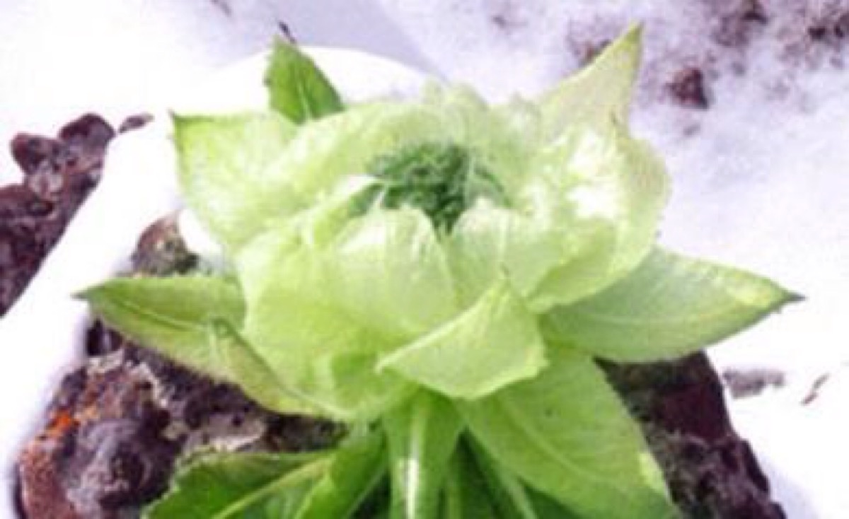 雪莲花 