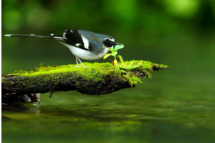 河乌(学名:cinclus cinclus)是河乌科河乌属的鸟类,羽色黑褐或咖啡