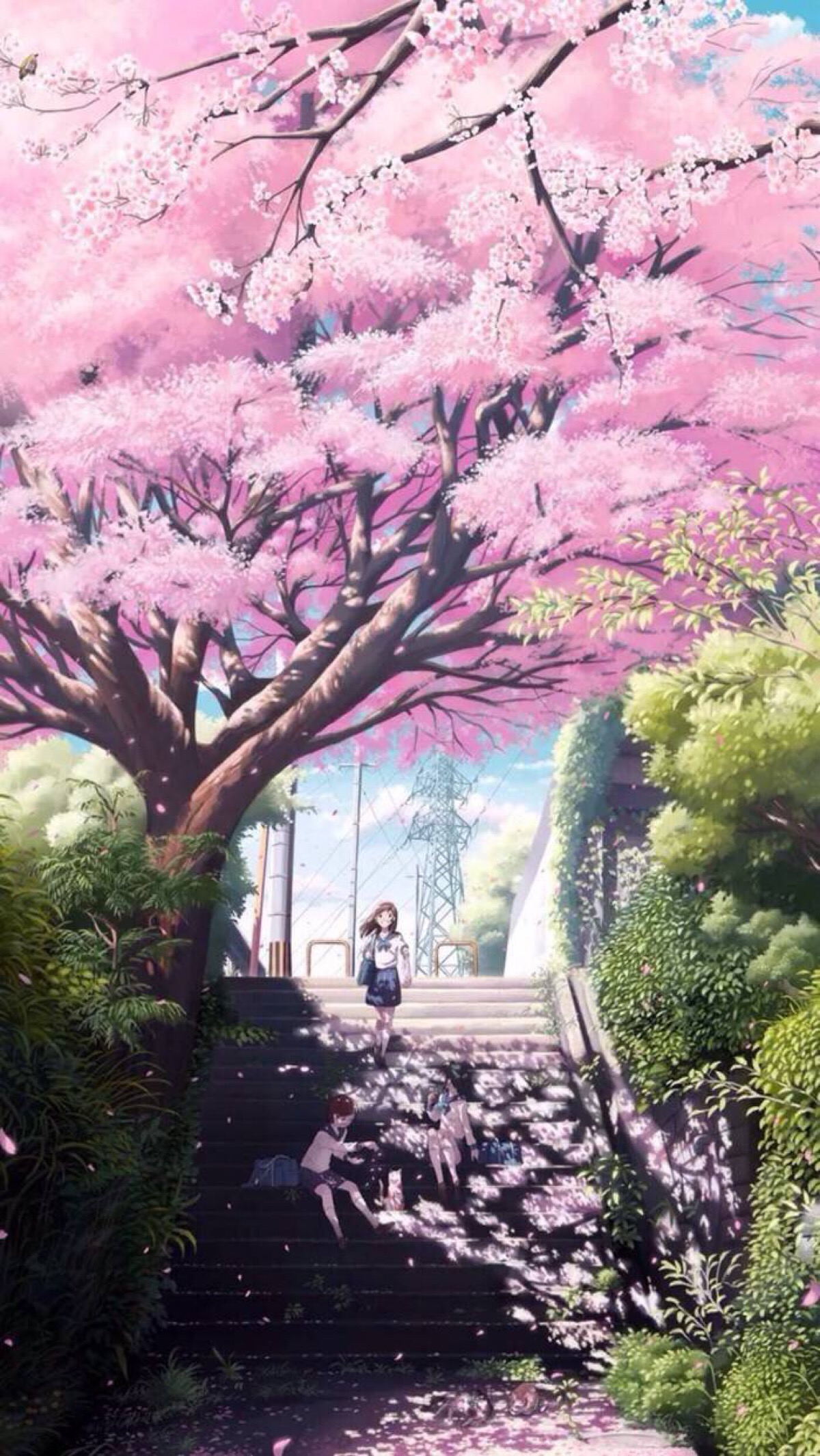 二次元樱花树 唯美图片