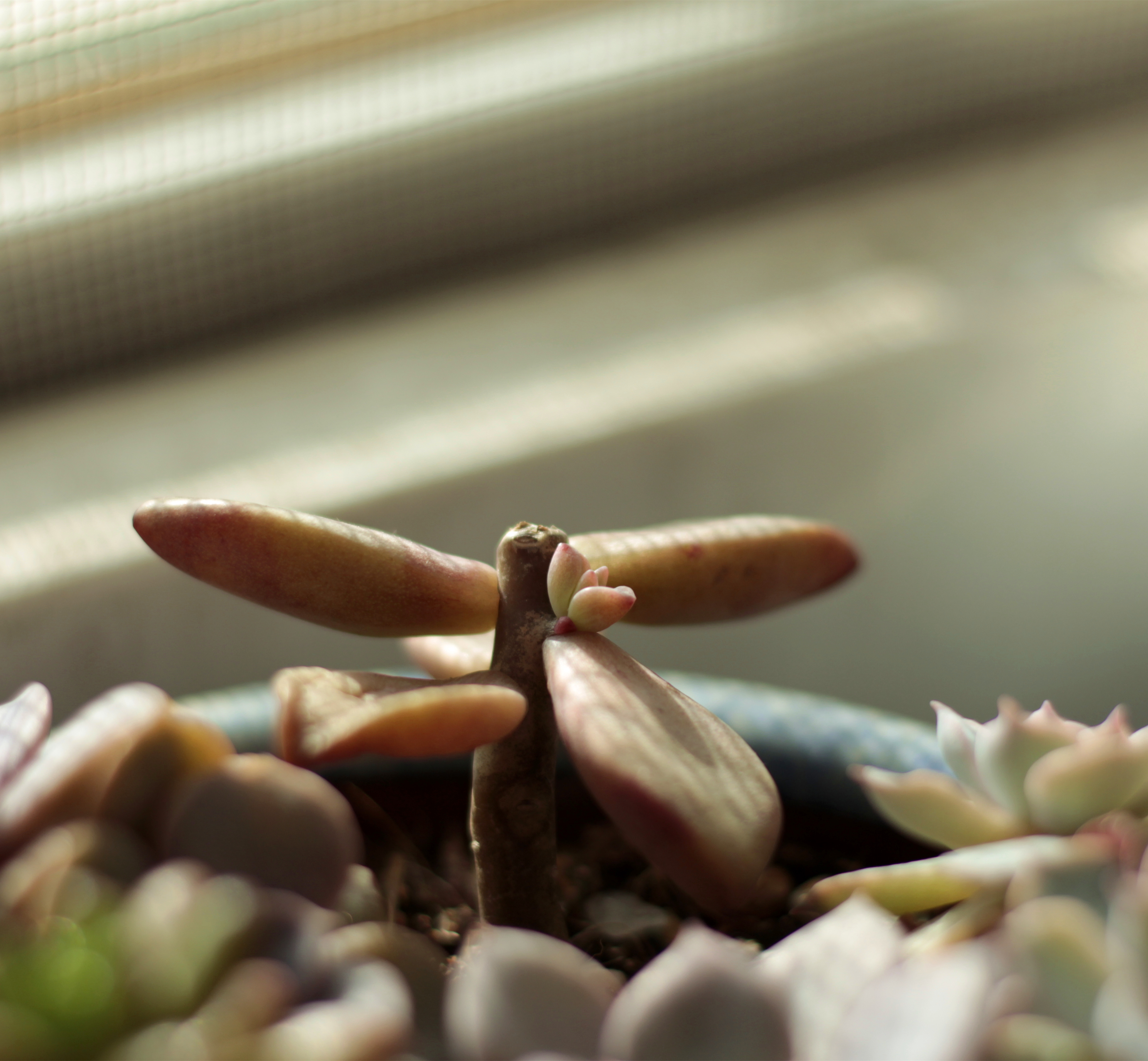 冬天的礼物,侧芽.