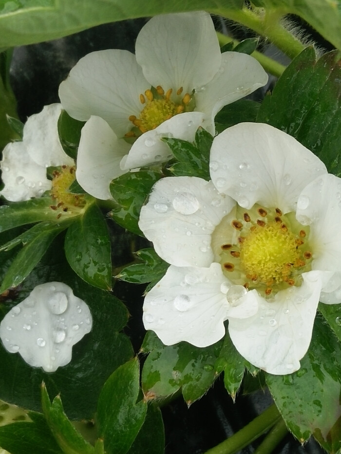草莓花 