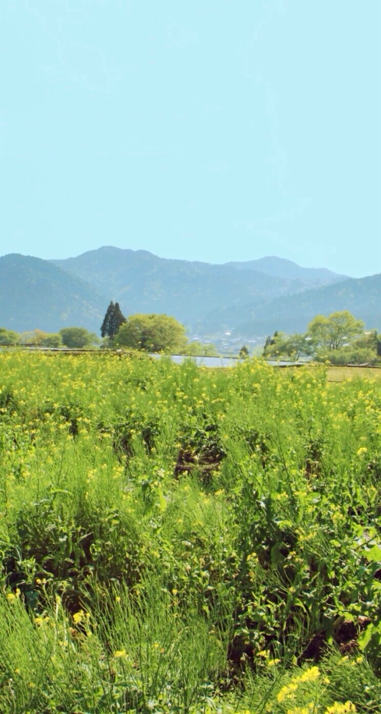 绿色 草地 田园风 小清新 壁纸 锁屏 背景图 自然