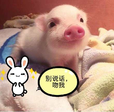 茶杯猪是灰常可爱哒