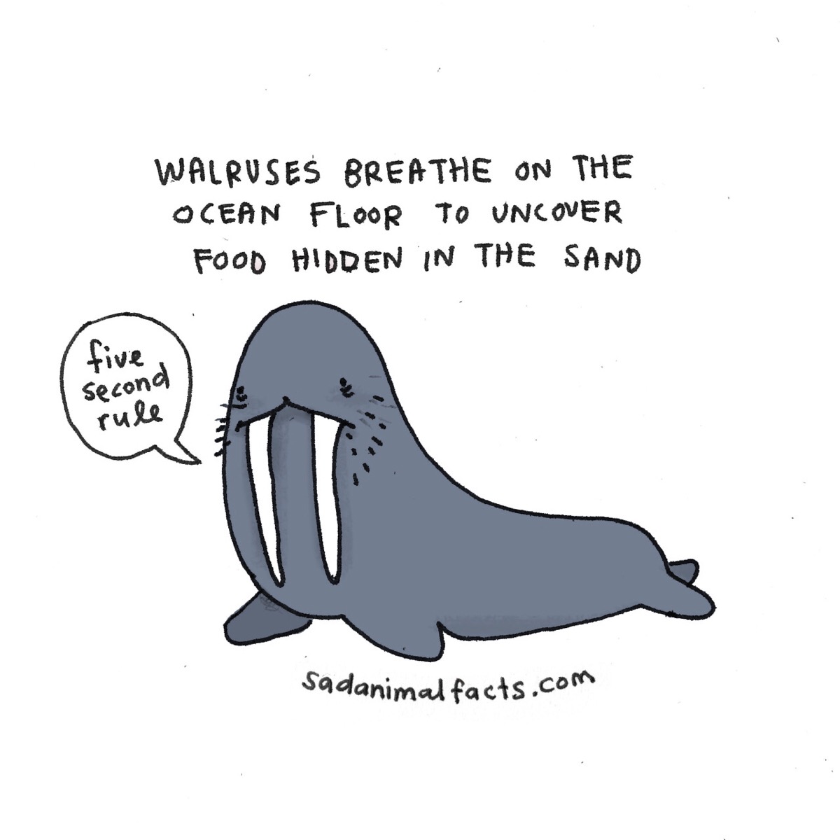 walruse