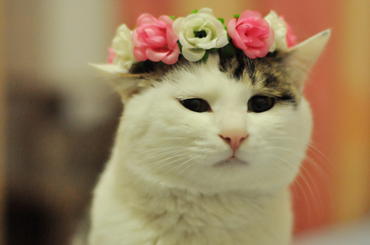 肥猫
