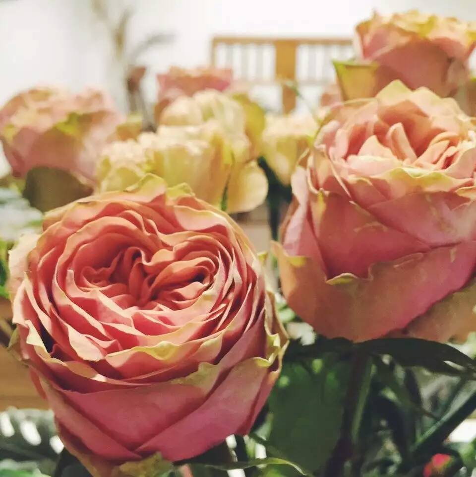 肯尼亚狂野色玫瑰