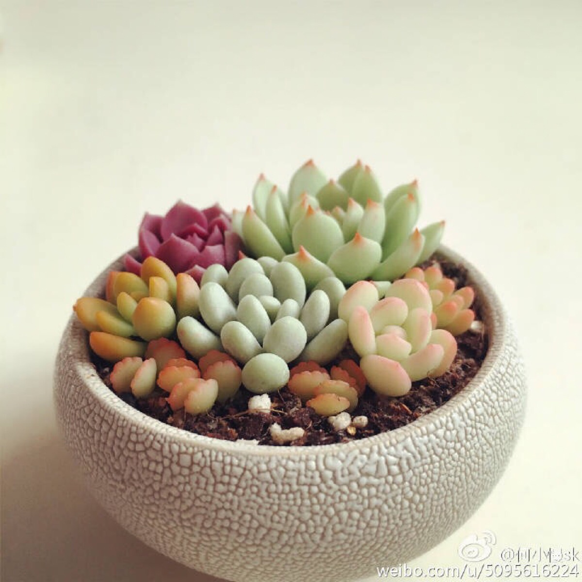 【软陶】#多肉植物#@何小慢