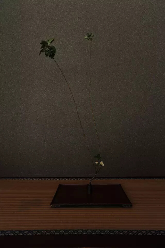 日式风格插花—诧寂