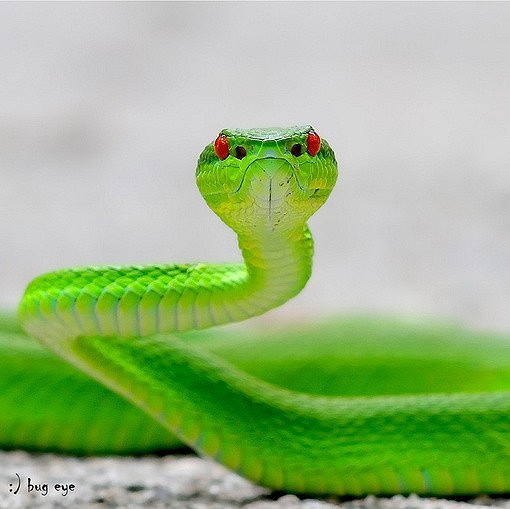 全身绿色的蛇图片