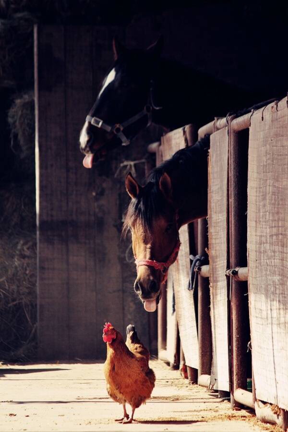 马与鸡 照片取自@单身旅行的肥猫